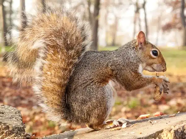 depositphotos_68363279-stock-photo-grey-squirrel-eating-nut