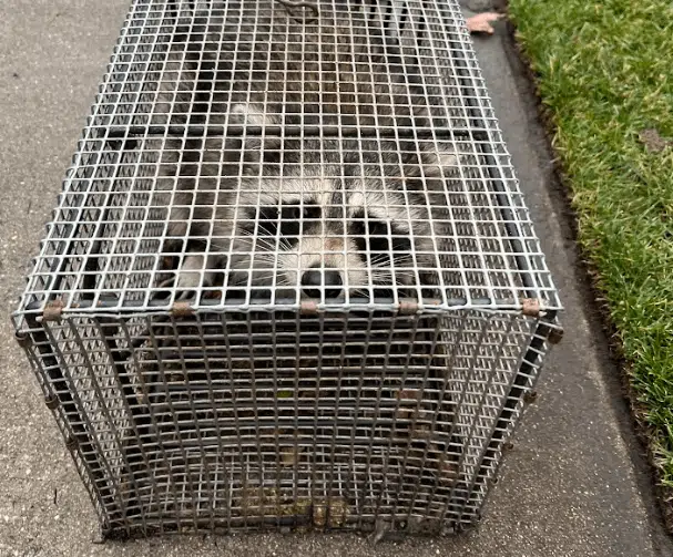 1 raccoon