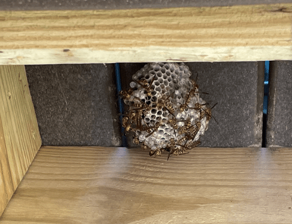 wasp nest