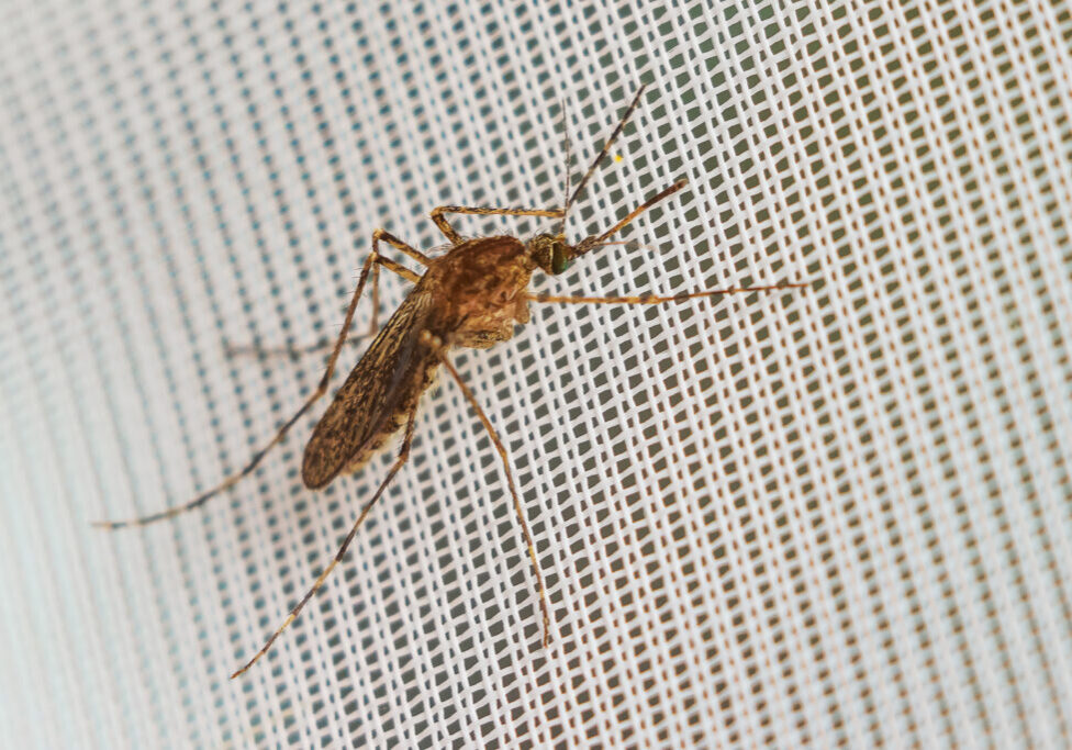 Mosquito on a light background. Insects are exciter and carriers of diseases