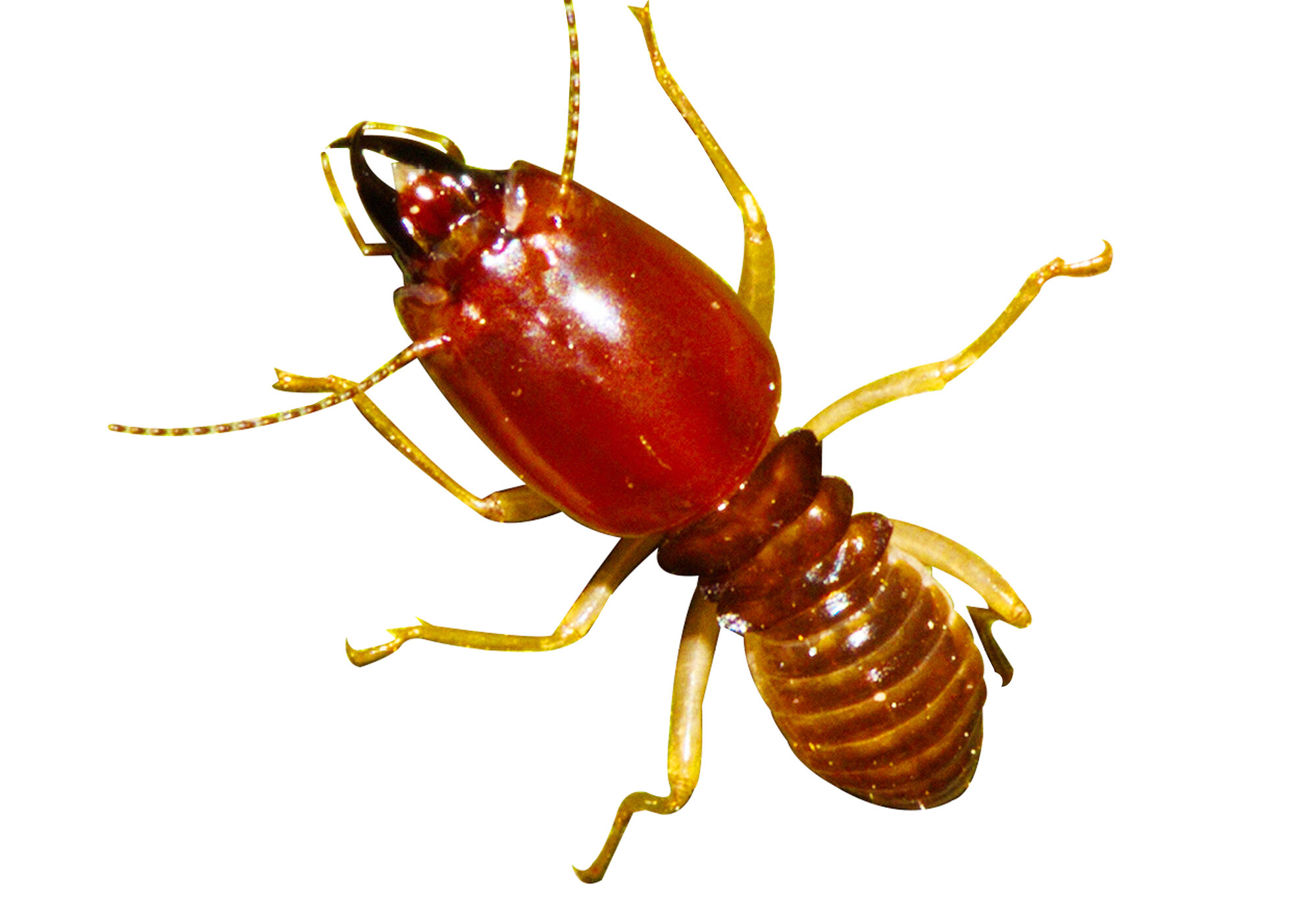 Termite on isolated whited background.