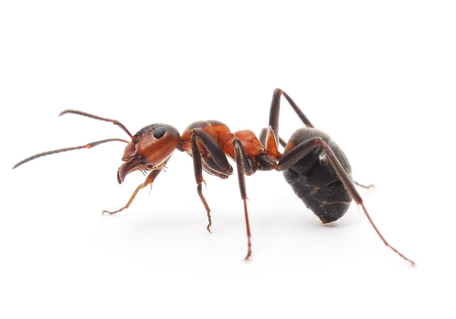 big forest ant isolated on white background