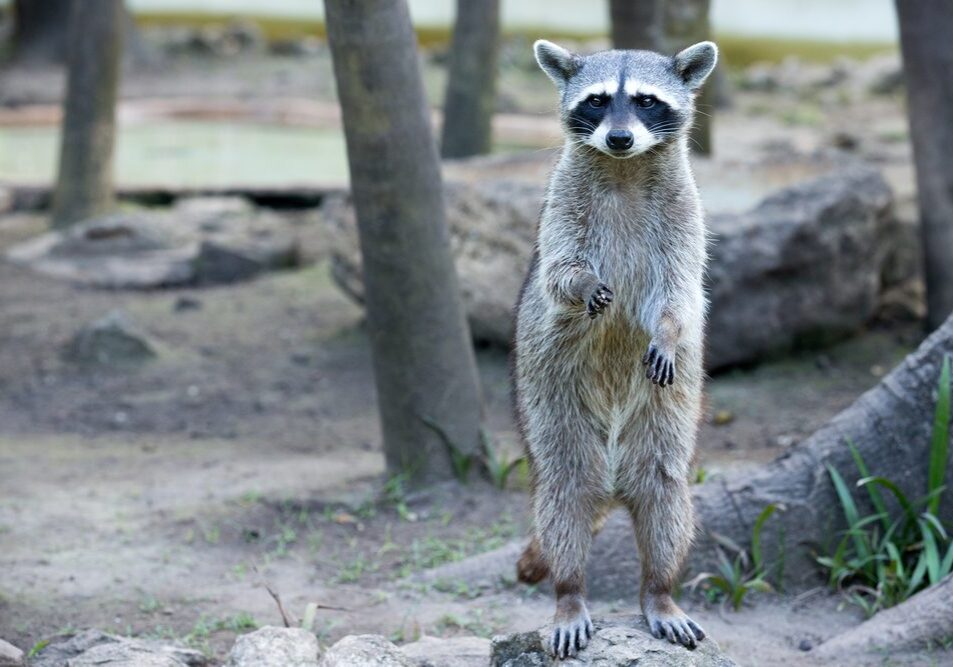 Raccoon sitting and staring intently