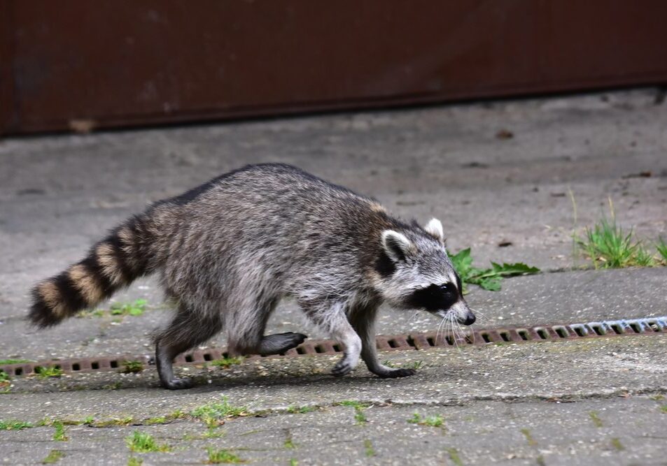 raccoon