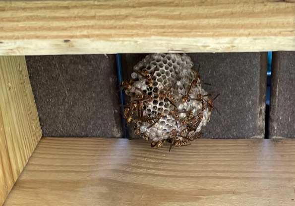 wasp nest